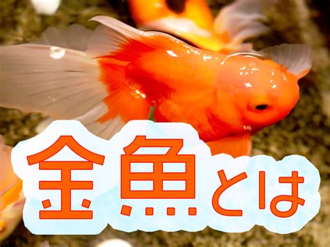 金色の金魚|金魚とはどんな魚？特徴や種類、寿命、価格を紹介！ │ ソルナ。